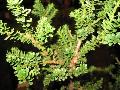 Amersfoort English Yew / Taxus baccata 